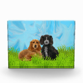Cocker spaniel-Duo Fotoblock