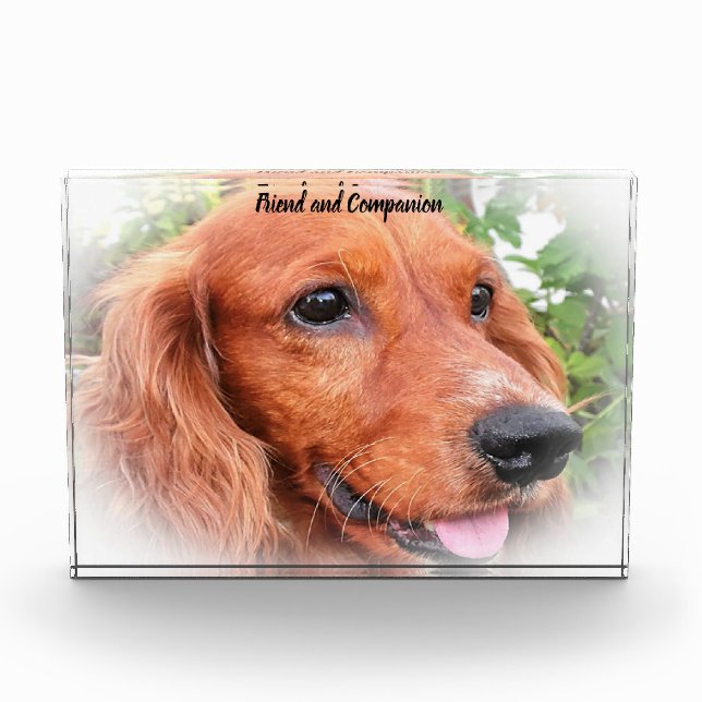 Cocker Spaniel. Fotoblock (Vorderseite)