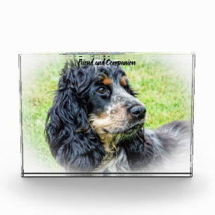 Cocker Spaniel. Fotoblock