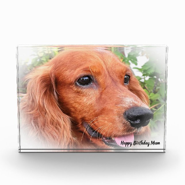 Cocker Spaniel. Fotoblock (Vorderseite)