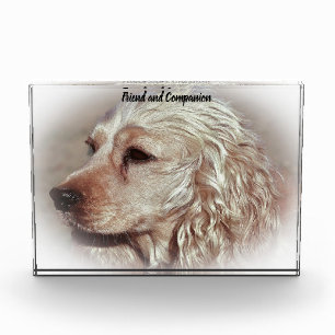 Cocker Spaniel. Fotoblock