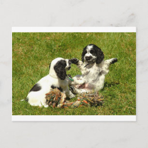 Cocker Spaniel Fun Postkarte