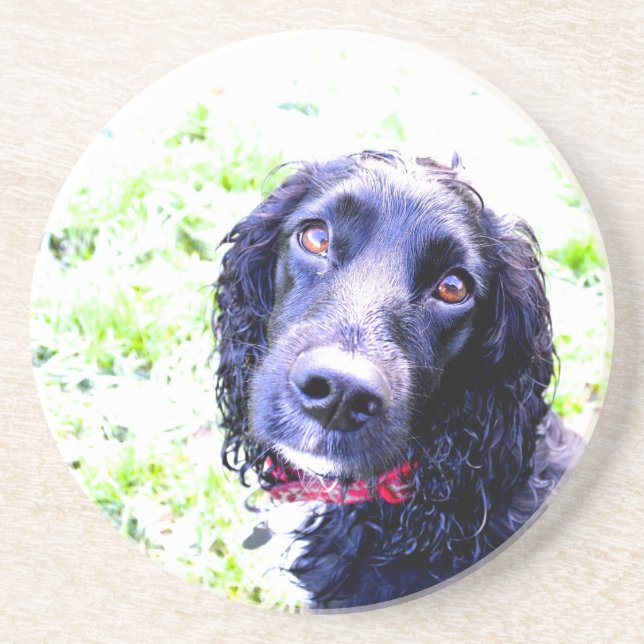 Cocker Spaniel Getränkeuntersetzer (Vorne)