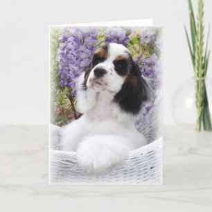 Cocker Spaniel Grußkarte Karte