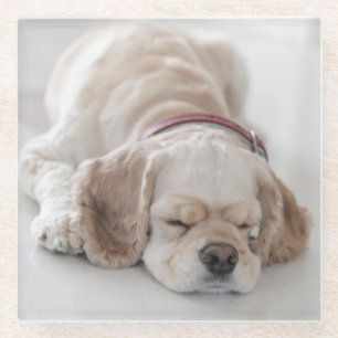 Cocker spaniel-Hundeschlafen Glasuntersetzer