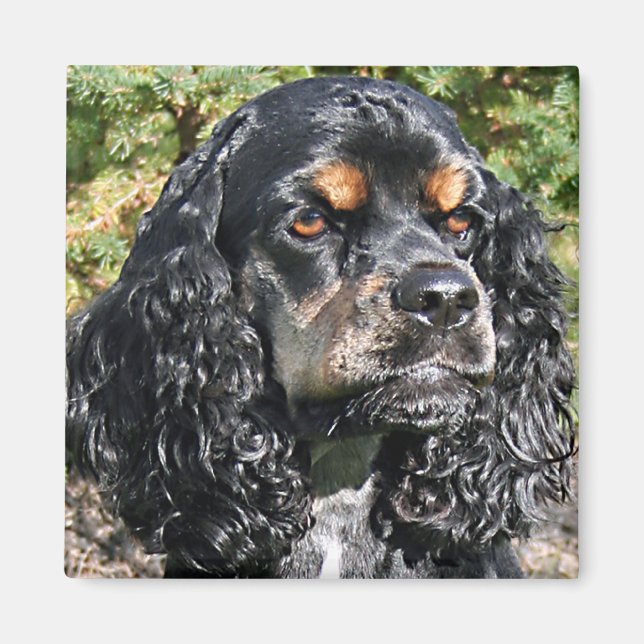 Cocker Spaniel Magnet (Vorne)
