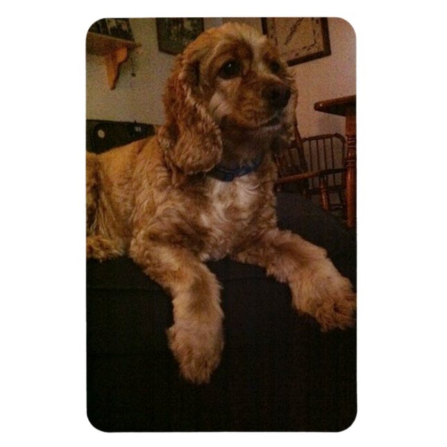 Cocker Spaniel Magnet (Vertical)