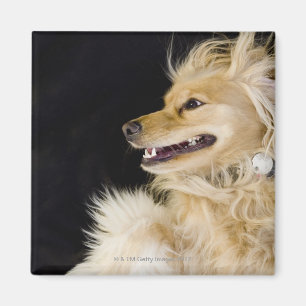 cocker spaniel-Mischung auf seiner Rückseite Magnet