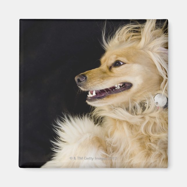 Cocker-Spaniel-Mix auf der Rückseite Magnet (Vorne)