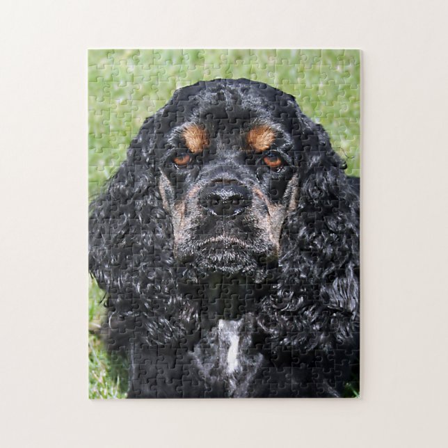 Cocker Spaniel Nah-Up (Vertikal)