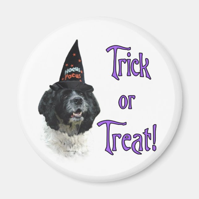 Cocker Spaniel (parti) Trick Magnet (Vorne)