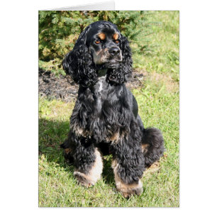 Cocker Spaniel Photo