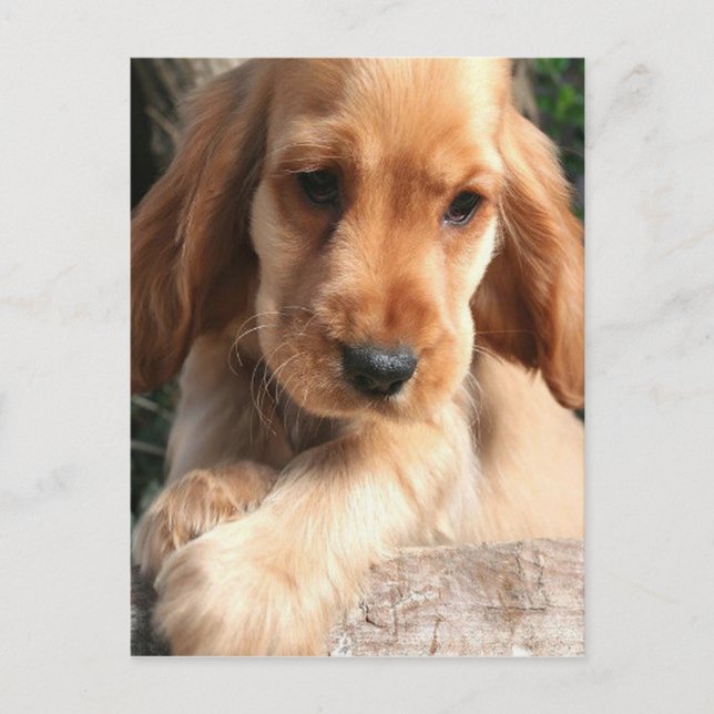 Cocker Spaniel Postcard Postkarte (Vorderseite)
