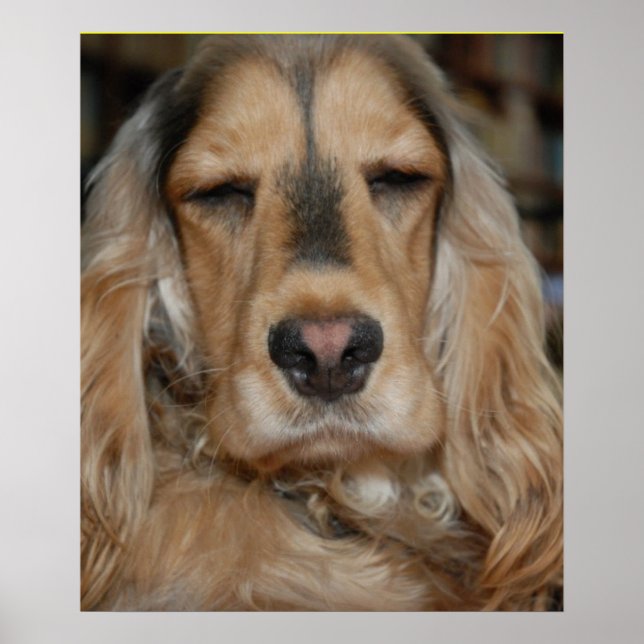 Cocker Spaniel Poster (Vorne)
