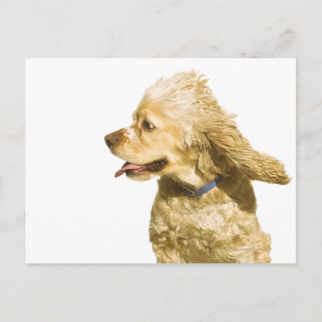 Cocker Spaniel Postkarte (Vorderseite)