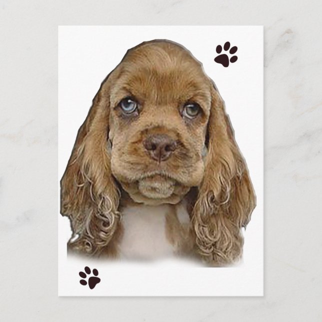 Cocker Spaniel Postkarte (Vorderseite)