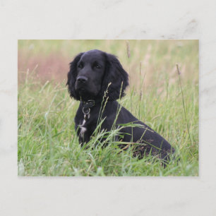 Cocker Spaniel Postkarte