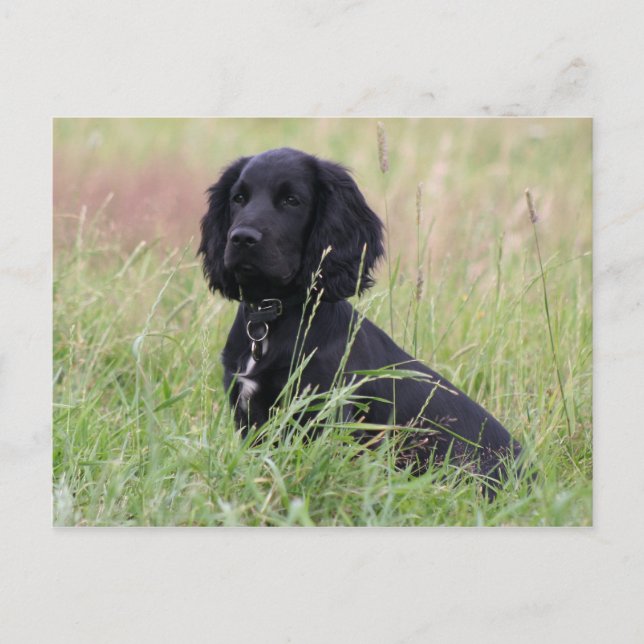 Cocker Spaniel Postkarte (Vorderseite)
