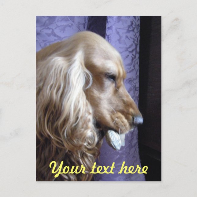 Cocker Spaniel Postkarte (Vorderseite)