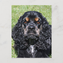 Cocker Spaniel Postkarte