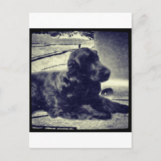 Cocker Spaniel Postkarte