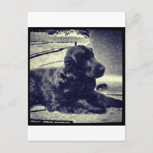 Cocker Spaniel Postkarte (Vorderseite)