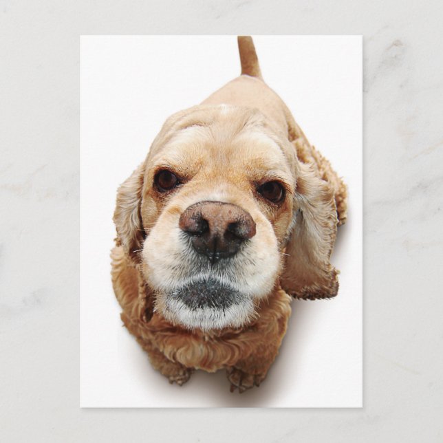 Cocker Spaniel Postkarte (Vorderseite)