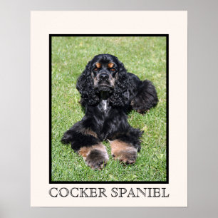 Cocker Spaniel Print Poster