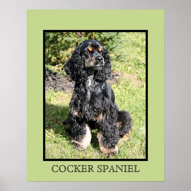 Cocker Spaniel Print Poster (Vorne)