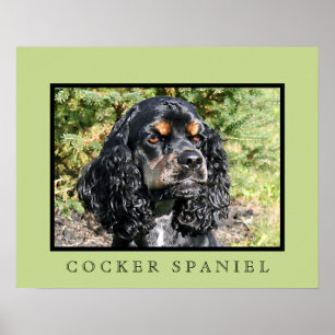 Cocker Spaniel Print Poster