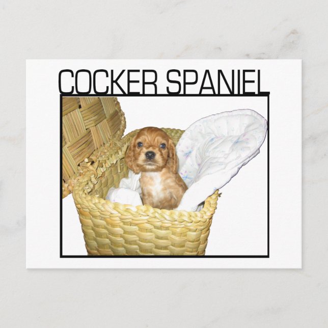 Cocker Spaniel Puppy! Postkarte (Vorderseite)