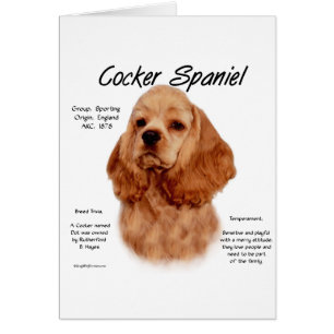 Cocker Spaniel (rot) Geschichtsdesign