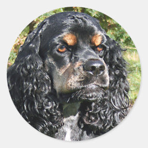 Cocker Spaniel Runder Aufkleber