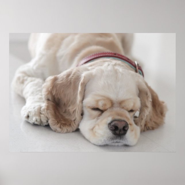 Cocker Spaniel schlafend Hund Poster (Vorne)