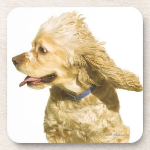 Cocker spaniel untersetzer