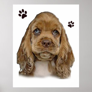Cocker-Spaniel-Welpe Poster