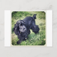 Cocker spaniel-Welpe
