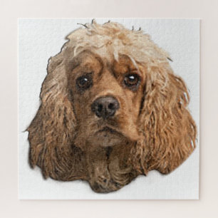 Cocker-Spaniels