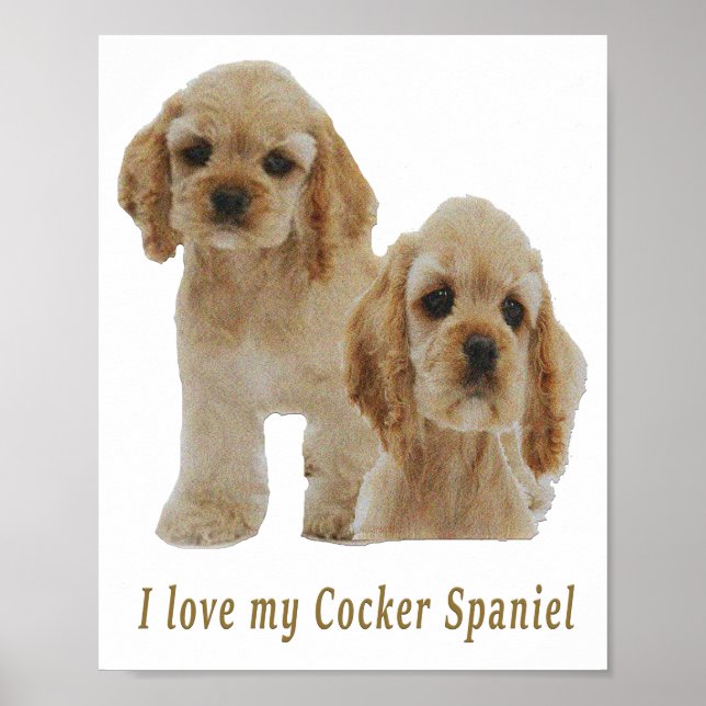 Cocker-Spaniels Poster (Vorne)