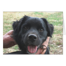 Cocker Spanische Posen für Kamera