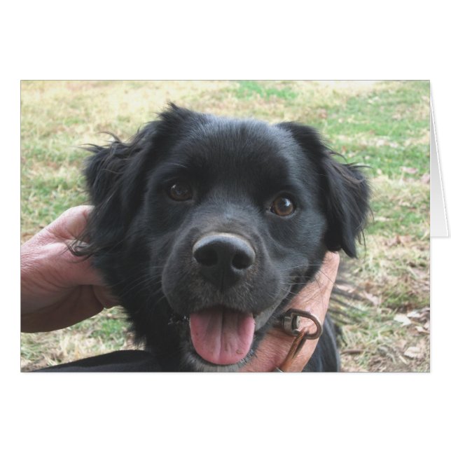 Cocker Spanische Posen für Kamera (Vorderseite (Horizontal))