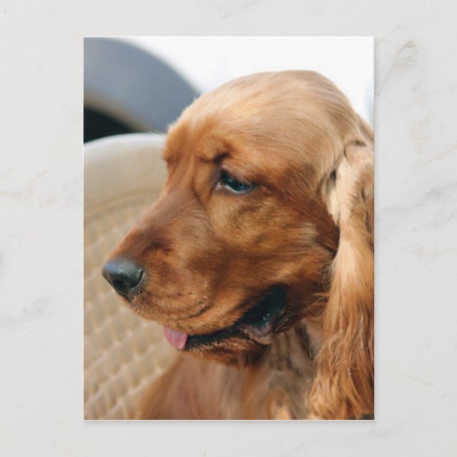 Cocker Spanischer Hund Postkarte (Vorderseite)