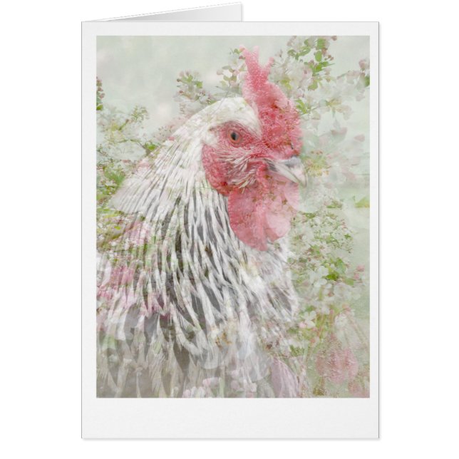 Cockeral in den Blumen (Vorne)