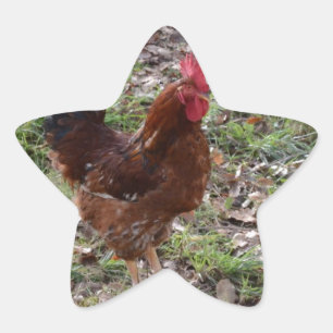 Cockerel Stern-Aufkleber