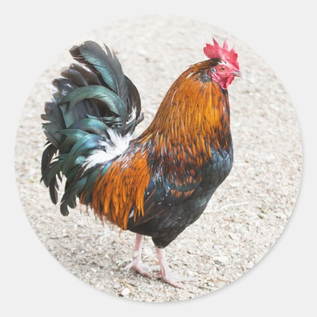 Cockerel Stickers (Vorderseite)