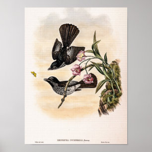 Cockerell’s Fantail Flycatcher von John Gould Poster