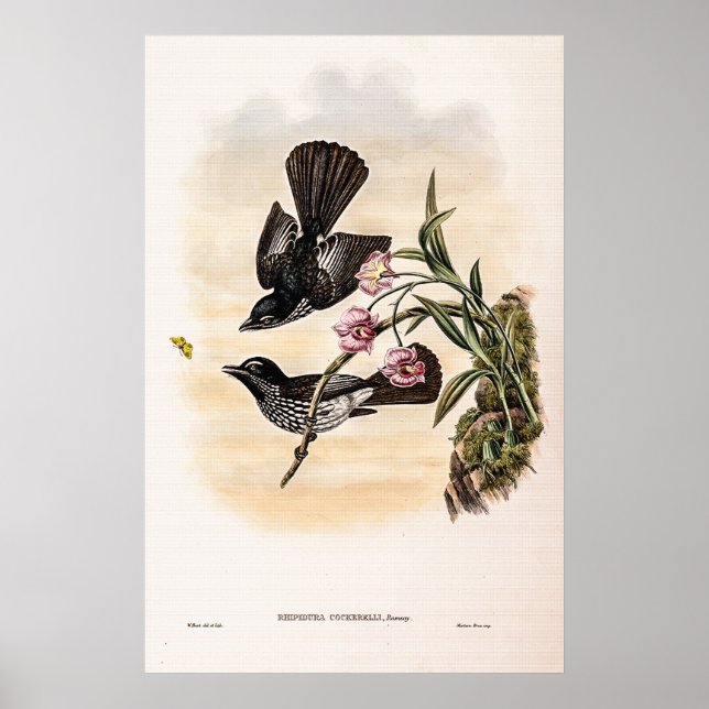 Cockerells Fantail Flycatcher von John Gould Poster (Vorne)