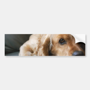 Cockerspaniel-Autoaufkleber Autoaufkleber