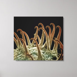 Cocklebur (Xanthium)-Samen verwenden Haken, um sic Leinwanddruck