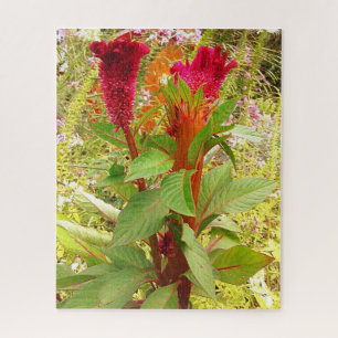 COCKSCOMB-BLUME